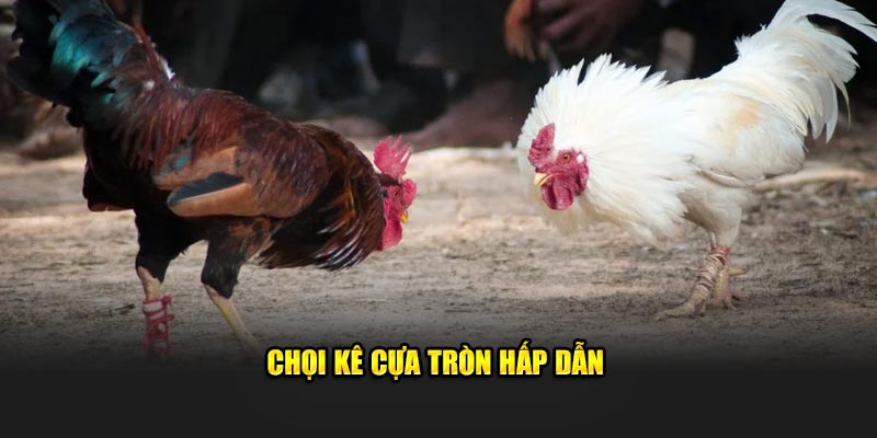 Chọi kê cựa tròn hấp dẫn