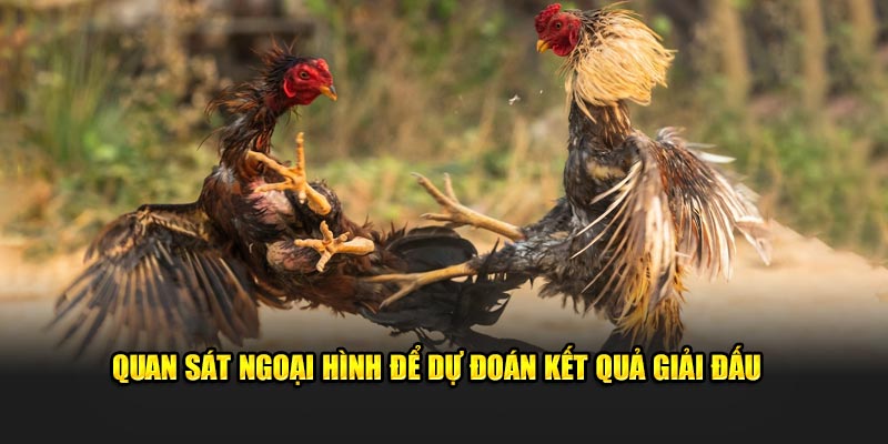 Quan sát ngoại hình để dự đoán kết quả giải đấu 