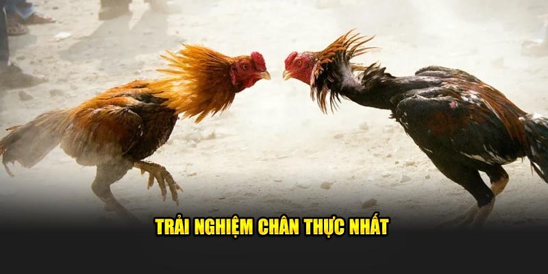 Trải nghiệm chân thực nhất